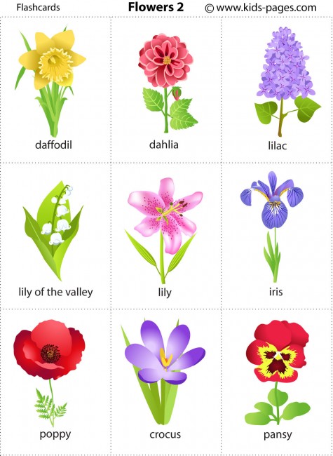 Flowers 2 flashcard